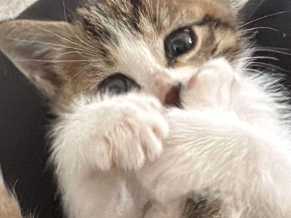 Adotta il gatto Dafne a Torino