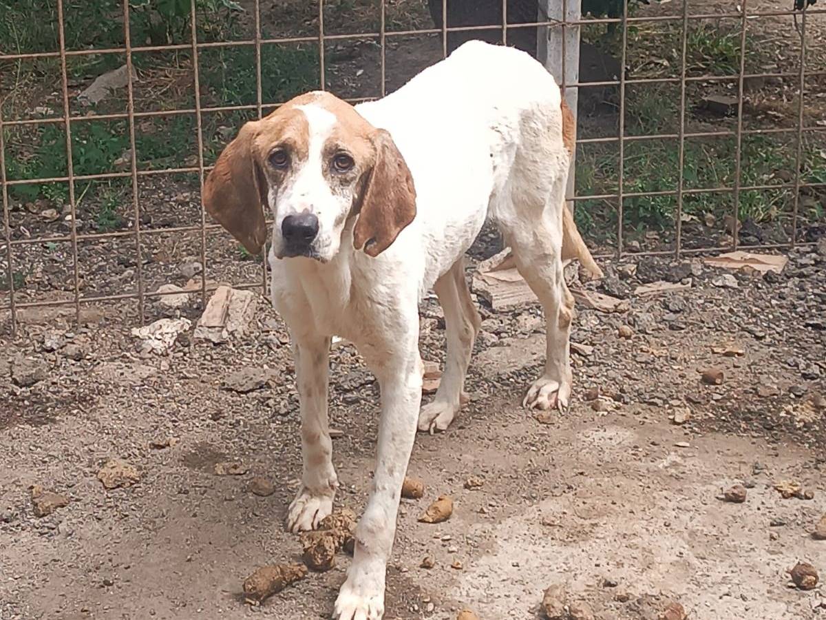 Adozione cane, femmina, Segugio Razza sconosciuta, 10 anni e 8 mesi, taglia media, Avellino