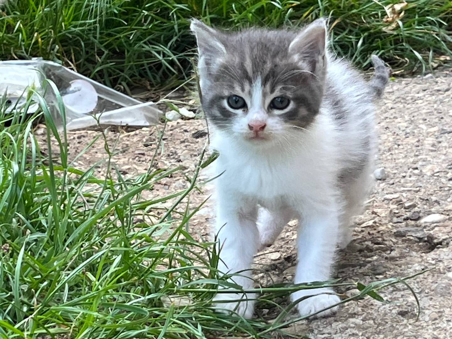 Adozione gatto, maschio, Razza sconosciuta Razza sconosciuta, 1 mesi, taglia non valida, Vicenza