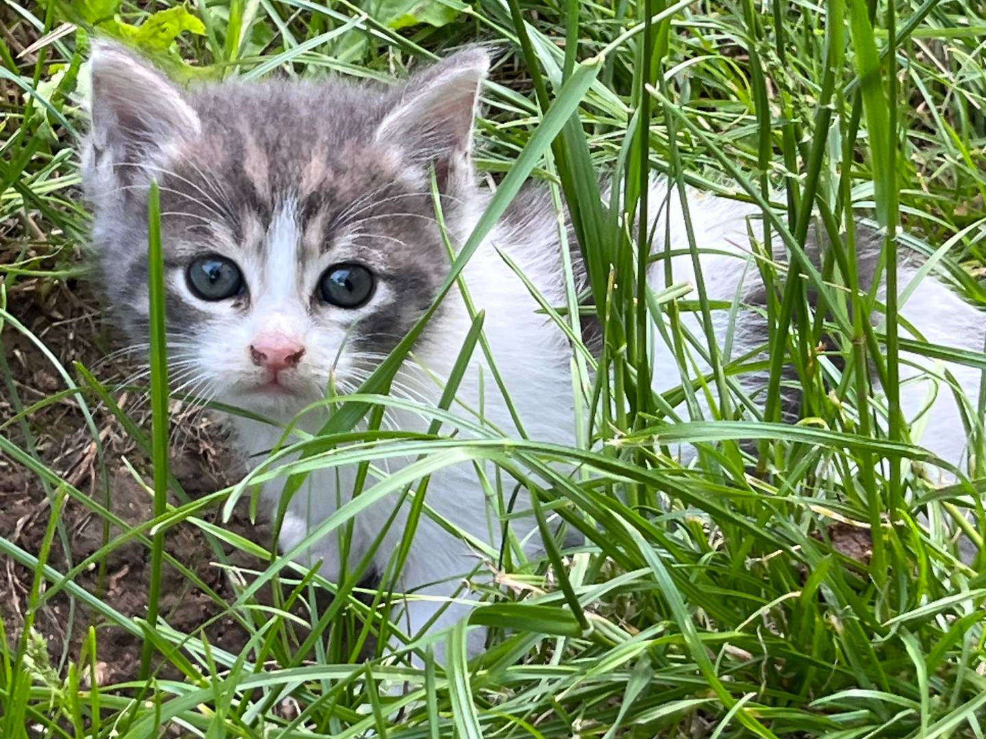 Adotta un gatto, maschio, 1 mesi, Vicenza