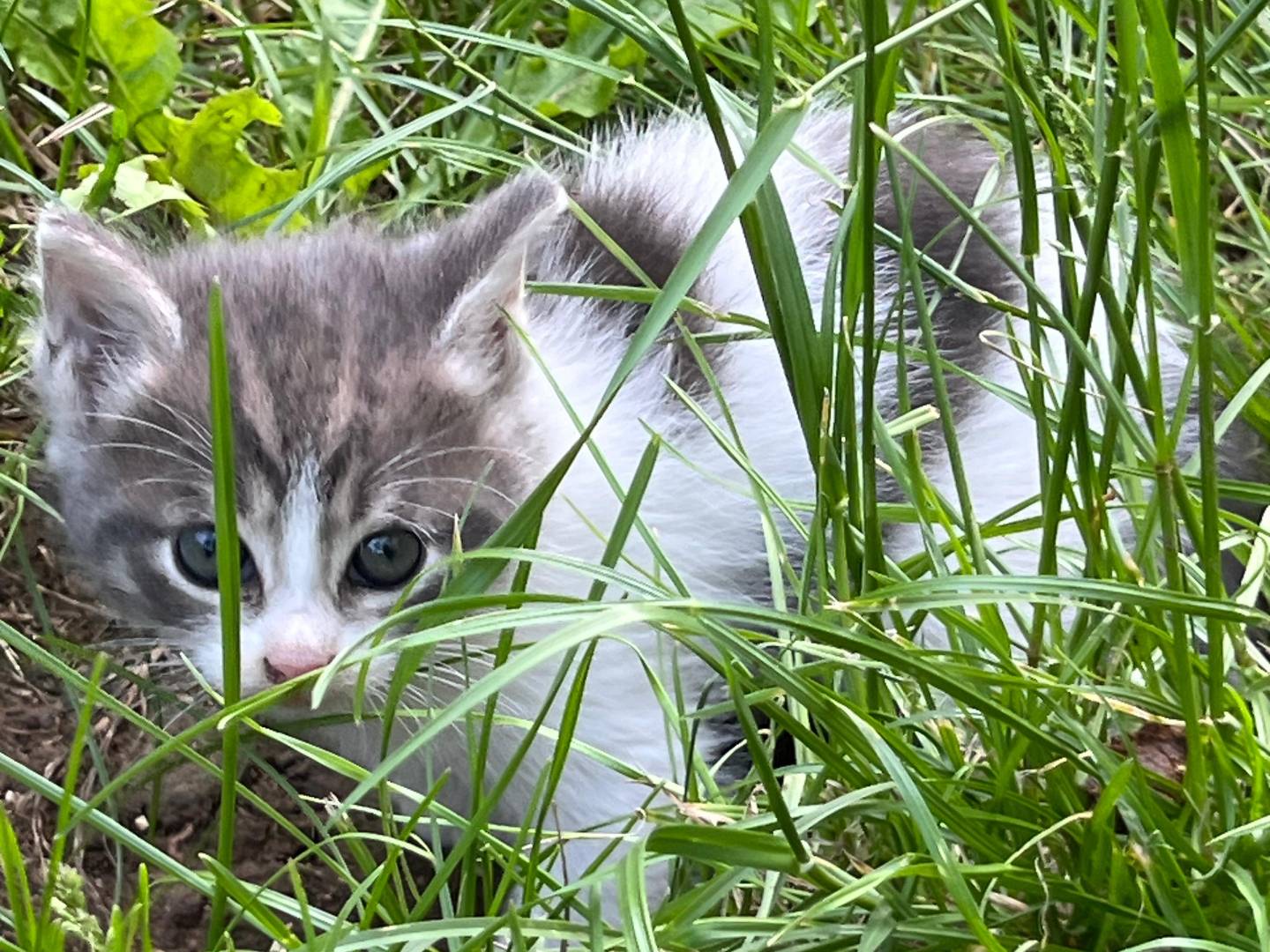 Adotta un gatto, taglia non valida, maschio, Vicenza
