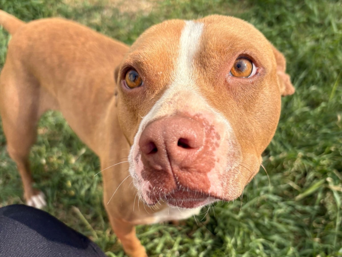Adotta un cane, femmina, 3 anni, Pescara