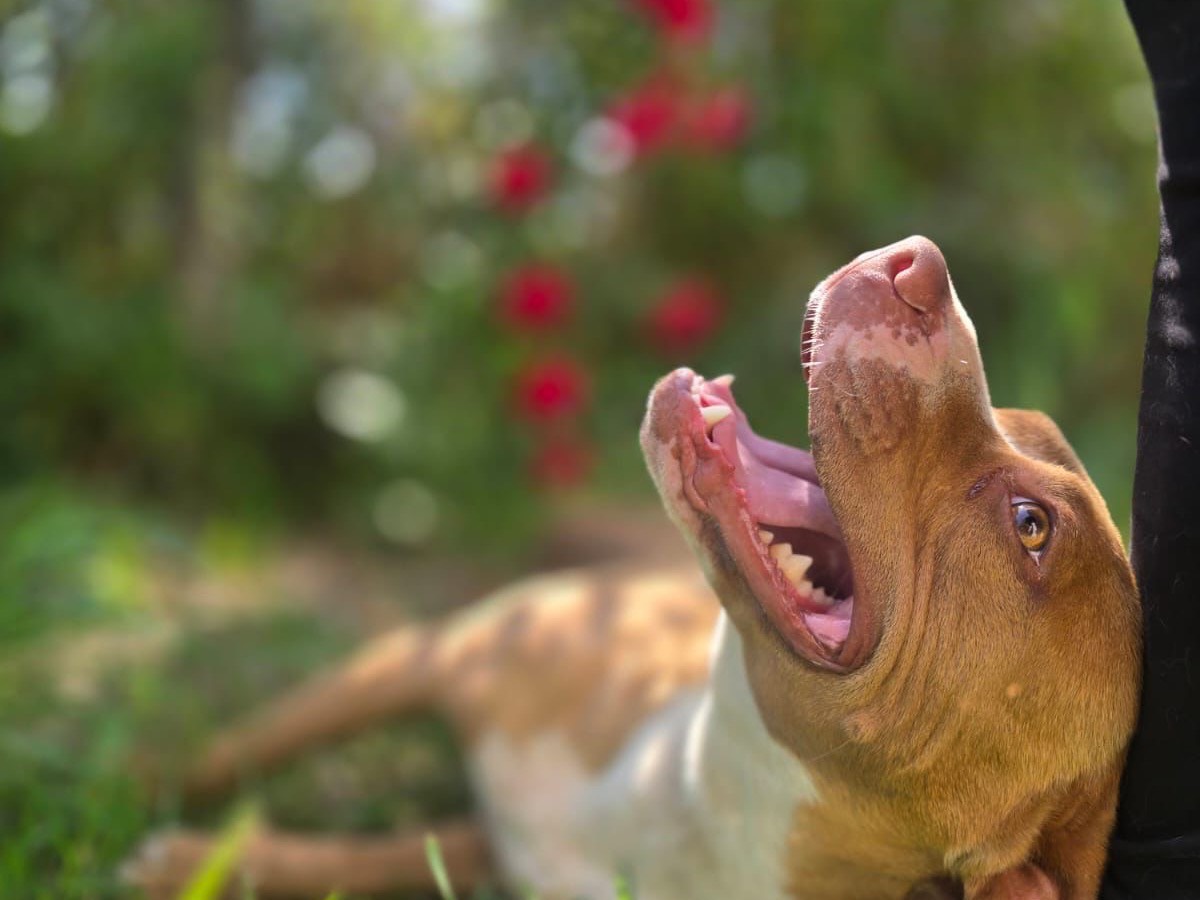 Adotta un cane, taglia media contenuta, femmina, Pescara