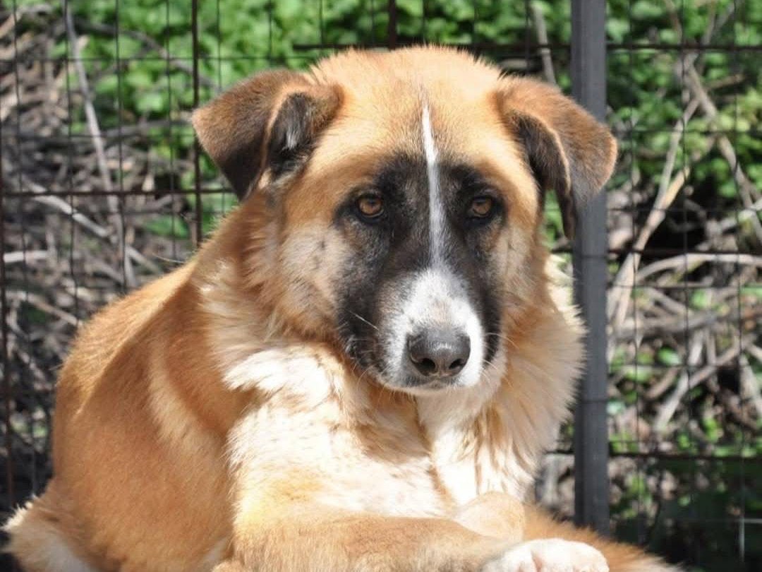 Adozione cane, femmina, Razza sconosciuta Razza sconosciuta, 4 anni e 1 mese, taglia grande, Pescara