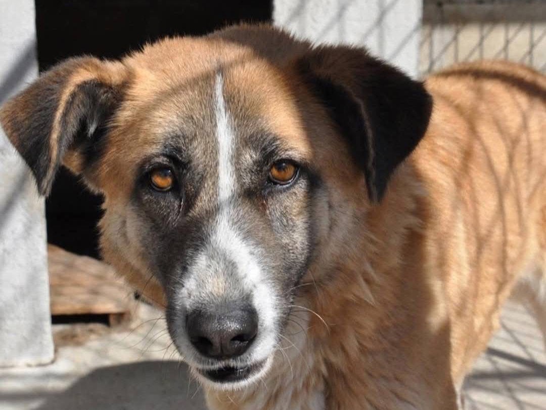 Adotta un cane, femmina, 4 anni e 1 mese, Pescara