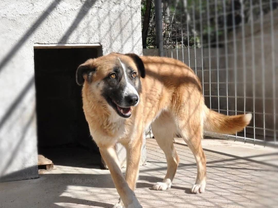 Adotta un cane, taglia grande, femmina, Pescara