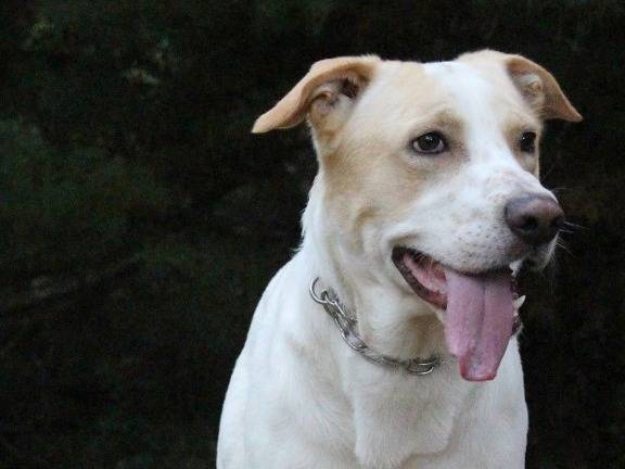 Adozione cane, maschio, Razza sconosciuta Razza sconosciuta, 8 anni e 5 mesi, taglia media, Pavia