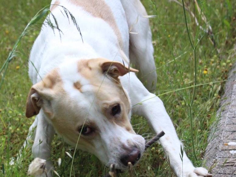 Adotta un cane, taglia media, maschio, Pavia