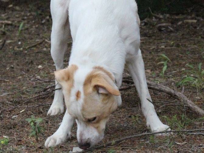 Vuoi adottare un cane a Pavia?
