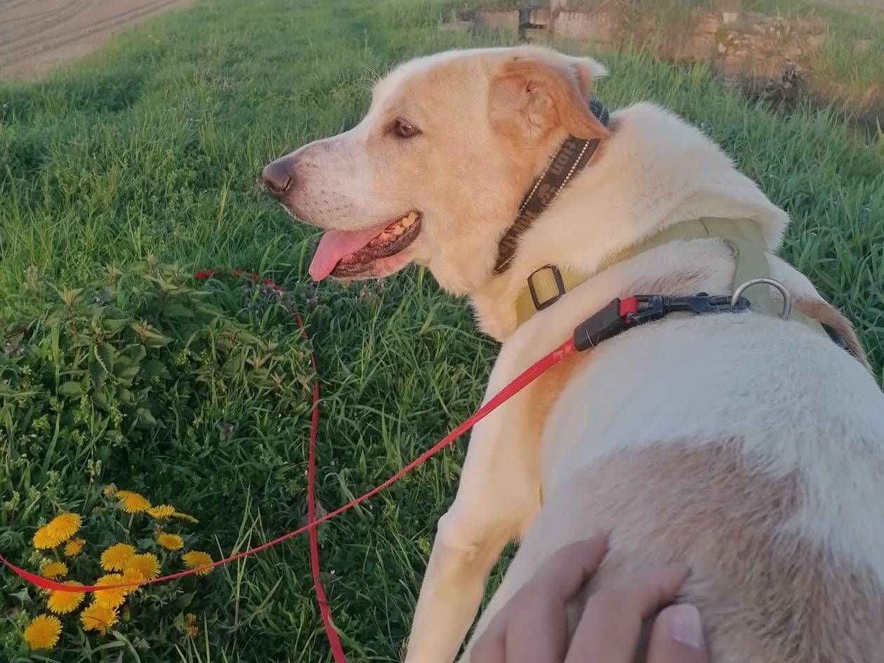 Adotta il cane TOBY a Pavia