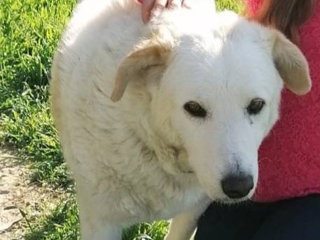 Adozione cane, maschio, Razza sconosciuta Razza sconosciuta, 16 anni e 5 mesi, taglia grande, Rimini