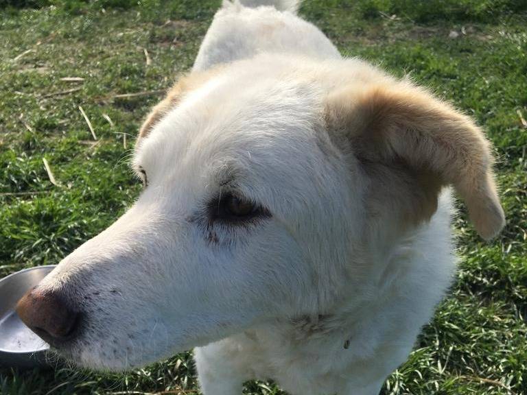 Adotta un cane, taglia grande, maschio, Rimini