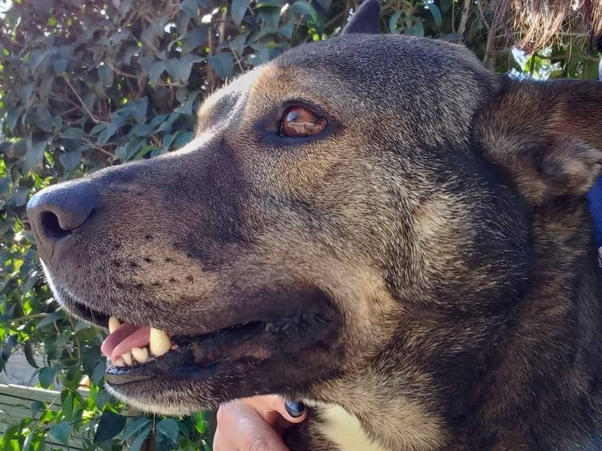 Adozione cane, maschio, Razza sconosciuta Razza sconosciuta, 8 anni e 5 mesi, taglia grande, Pavia