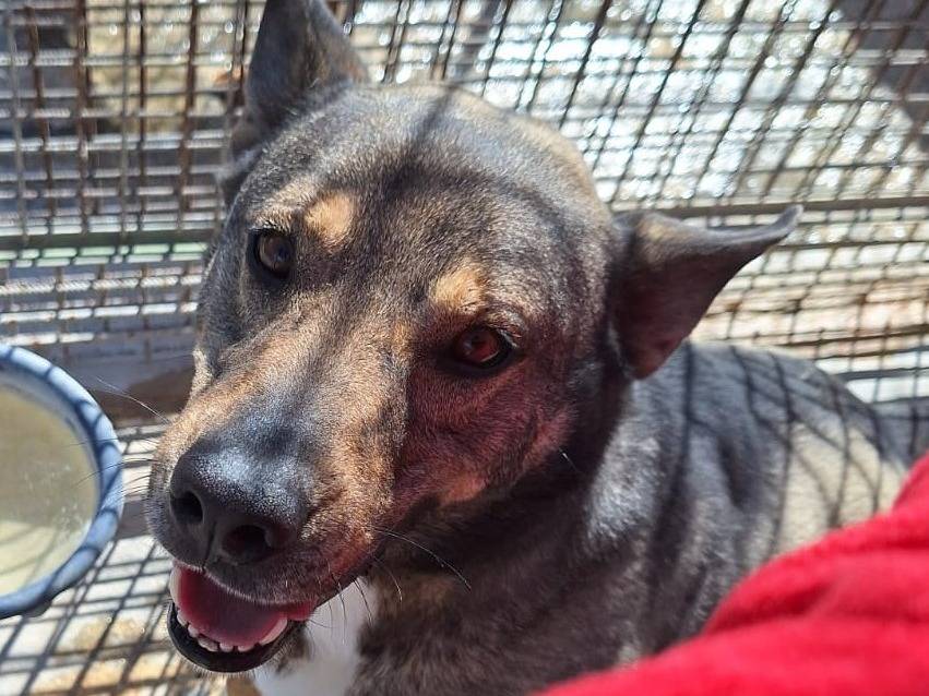Adotta un cane, taglia grande, maschio, Pavia