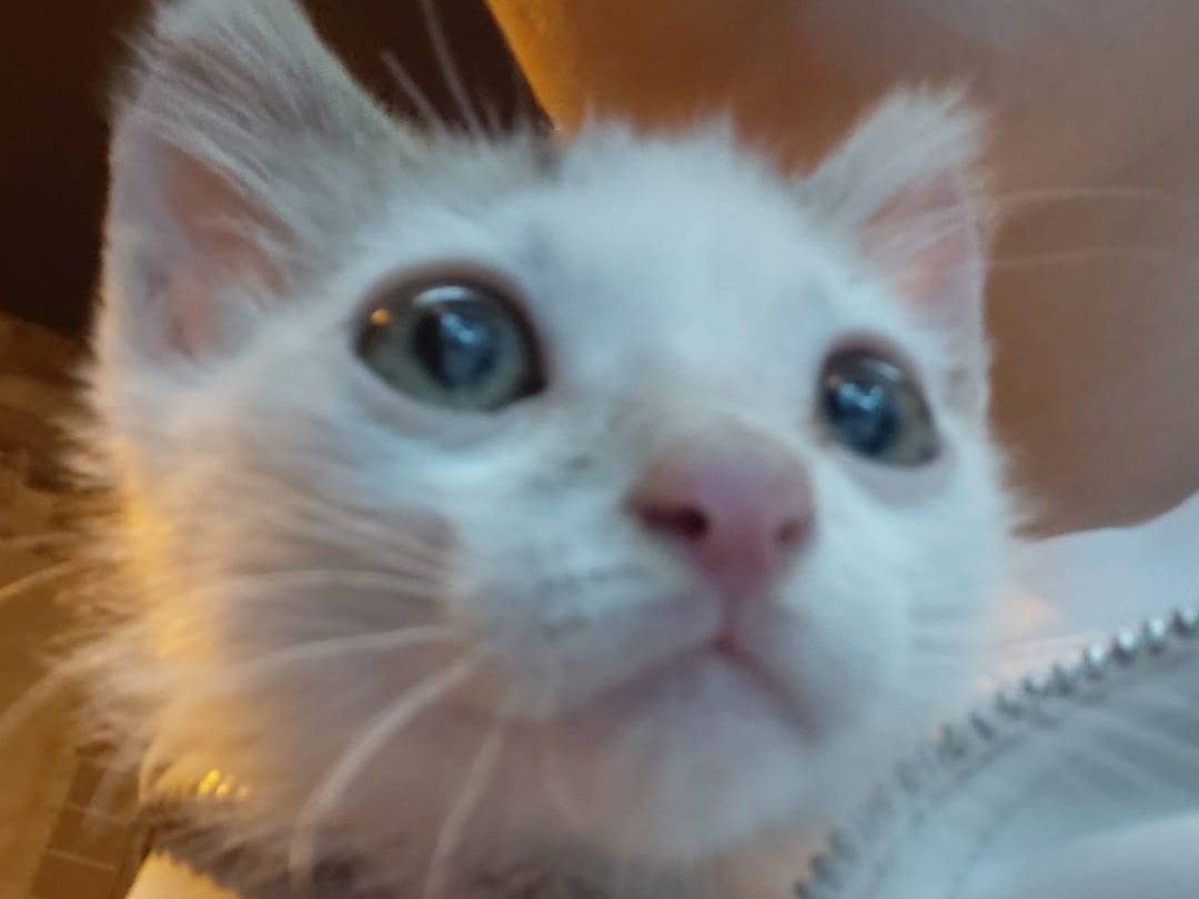 Adozione gatto, femmina, Razza sconosciuta Razza sconosciuta, 3 mesi, taglia non valida, Brescia