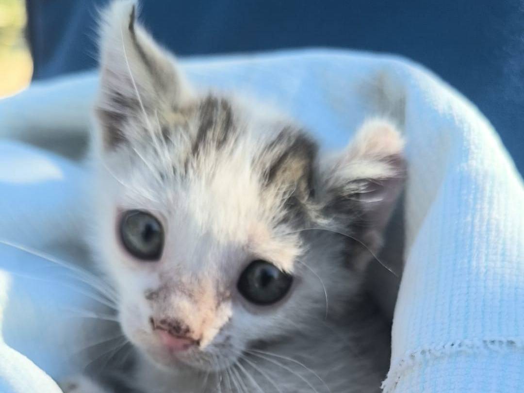 Adotta un gatto, femmina, 3 mesi, Brescia