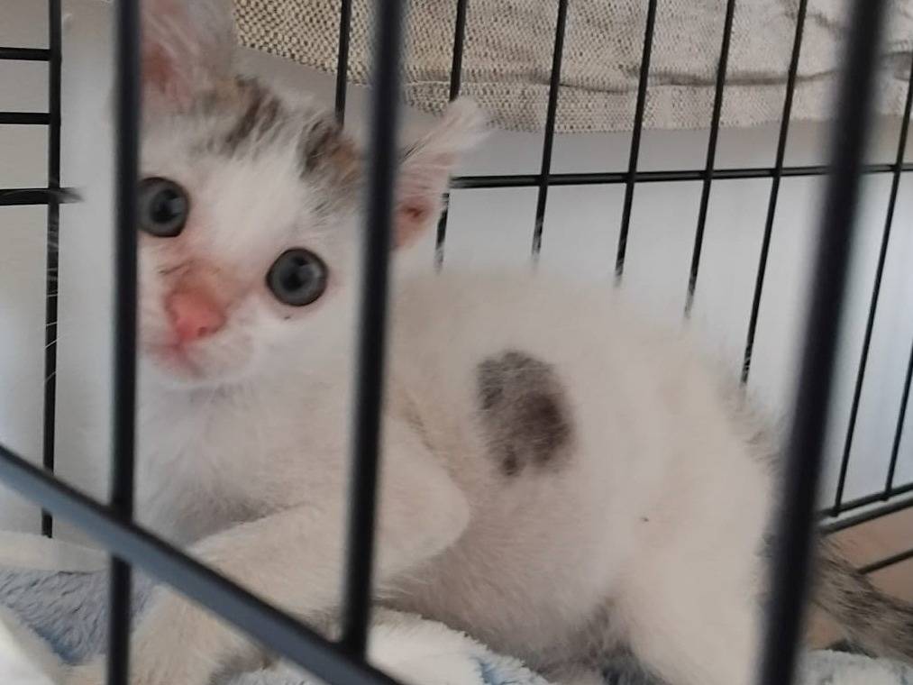 Adotta un gatto, taglia non valida, femmina, Brescia