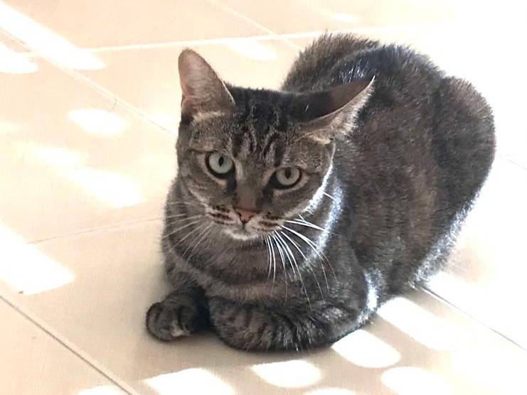 Adotta un gatto, femmina, 6 anni e 5 mesi, Milano