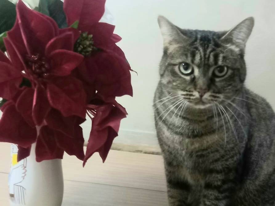 Vuoi adottare un gatto a Milano?
