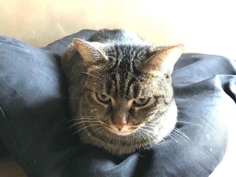 Adotta il gatto Marina a Milano