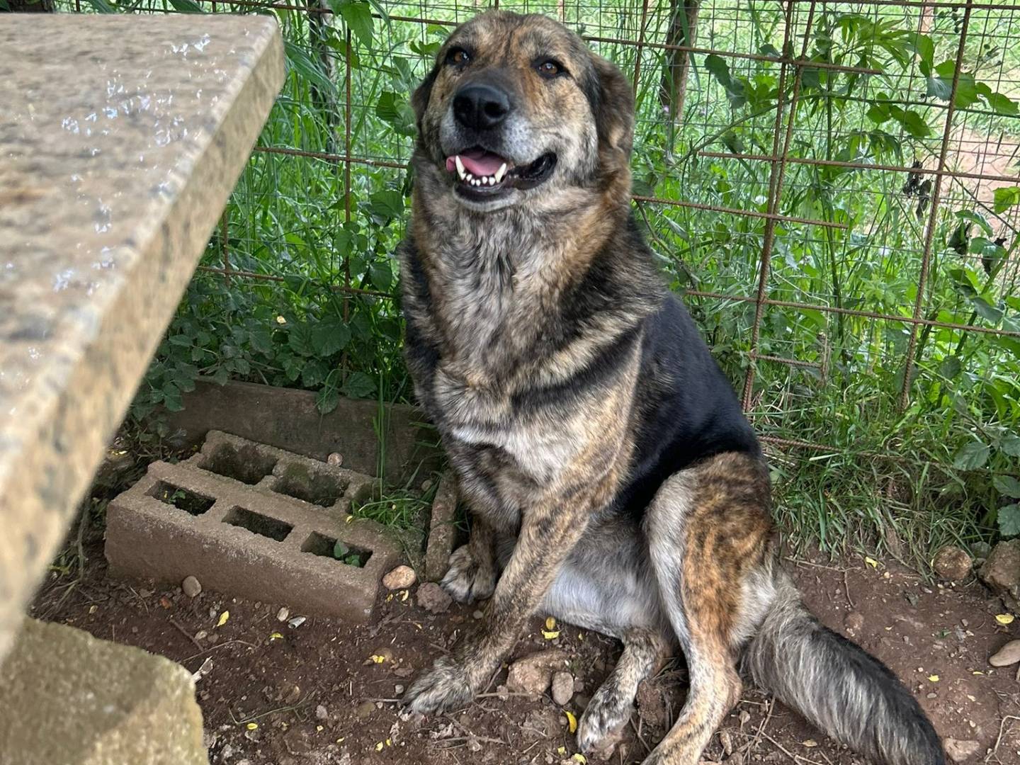 Adotta un cane, femmina, 5 anni e 2 mesi, Catanzaro