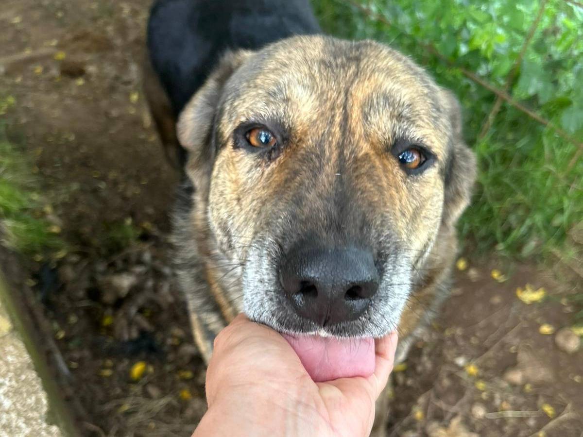 Adotta un cane, taglia grande, femmina, Catanzaro