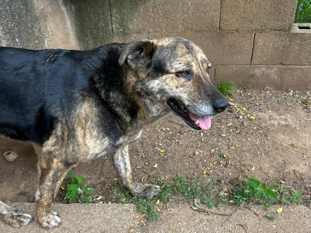 Adotta il cane SOFIA a Catanzaro