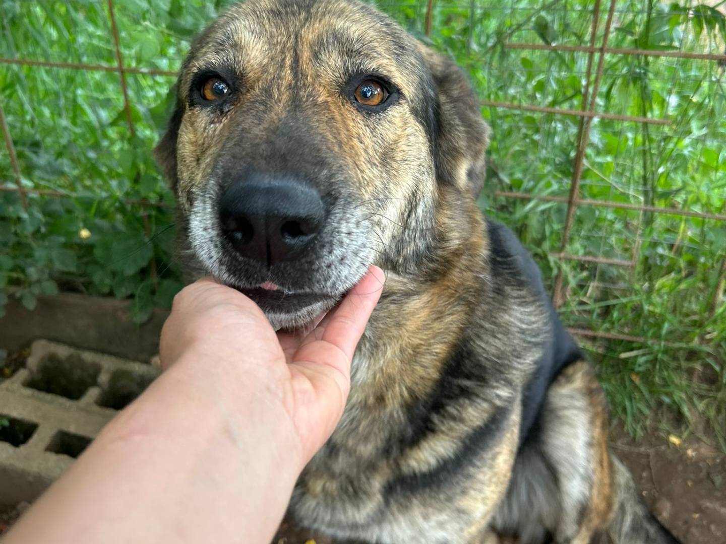 Adozione cane, femmina, Razza sconosciuta Razza sconosciuta, 5 anni e 2 mesi, taglia grande, Catanzaro