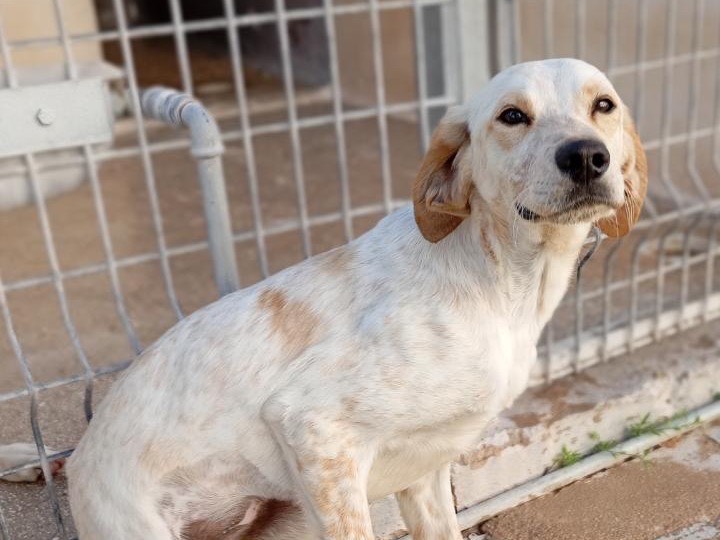 Adozione cane, femmina, Razza sconosciuta Razza sconosciuta, 7 mesi, taglia media, Savona