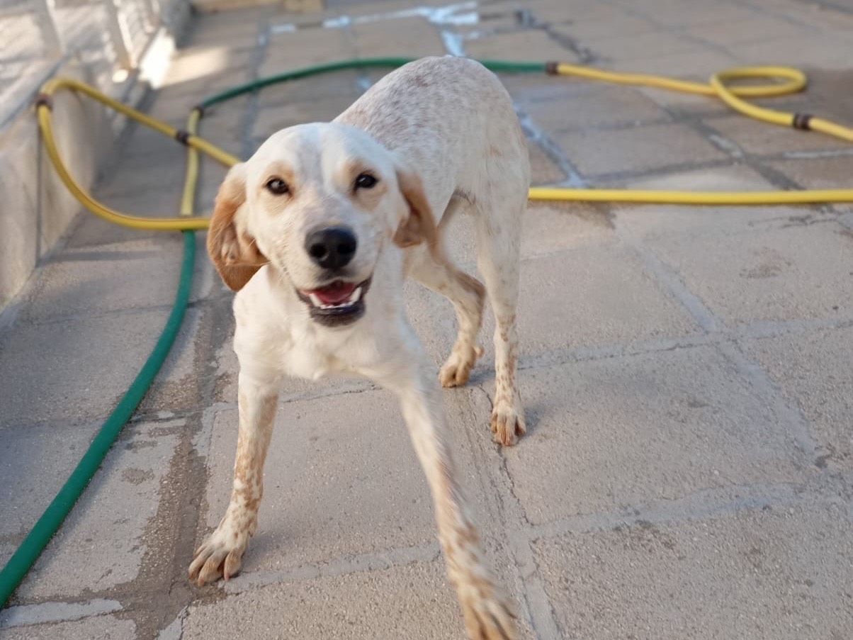 Adotta un cane, femmina, 7 mesi, Savona