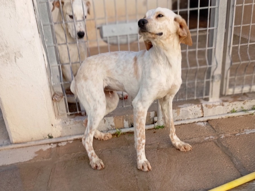 Adotta un cane, taglia media, femmina, Savona