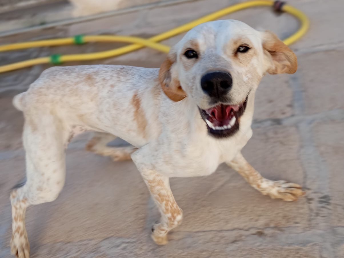 Vuoi adottare un cane a Savona?