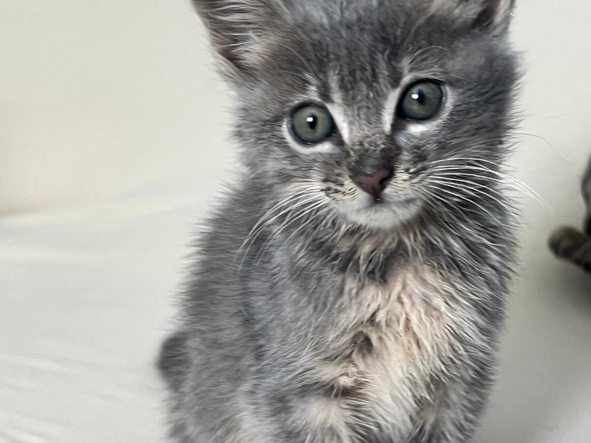Adozione gatto, femmina, Razza sconosciuta Razza sconosciuta, 2 mesi, taglia non valida, Teramo