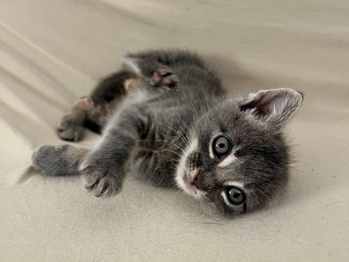Adozione gatto, maschio, Razza sconosciuta Razza sconosciuta, 2 mesi, taglia non valida, Teramo