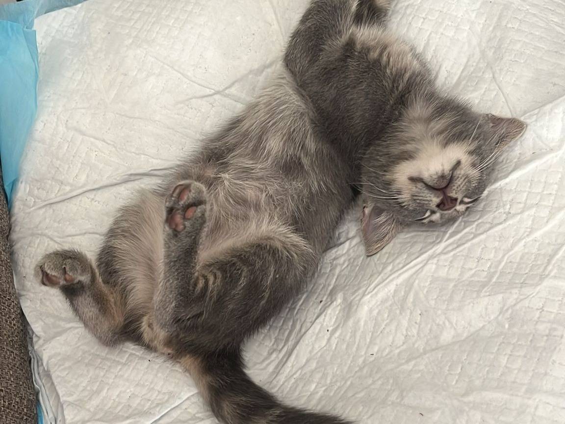 Adotta un gatto, maschio, 2 mesi, Teramo