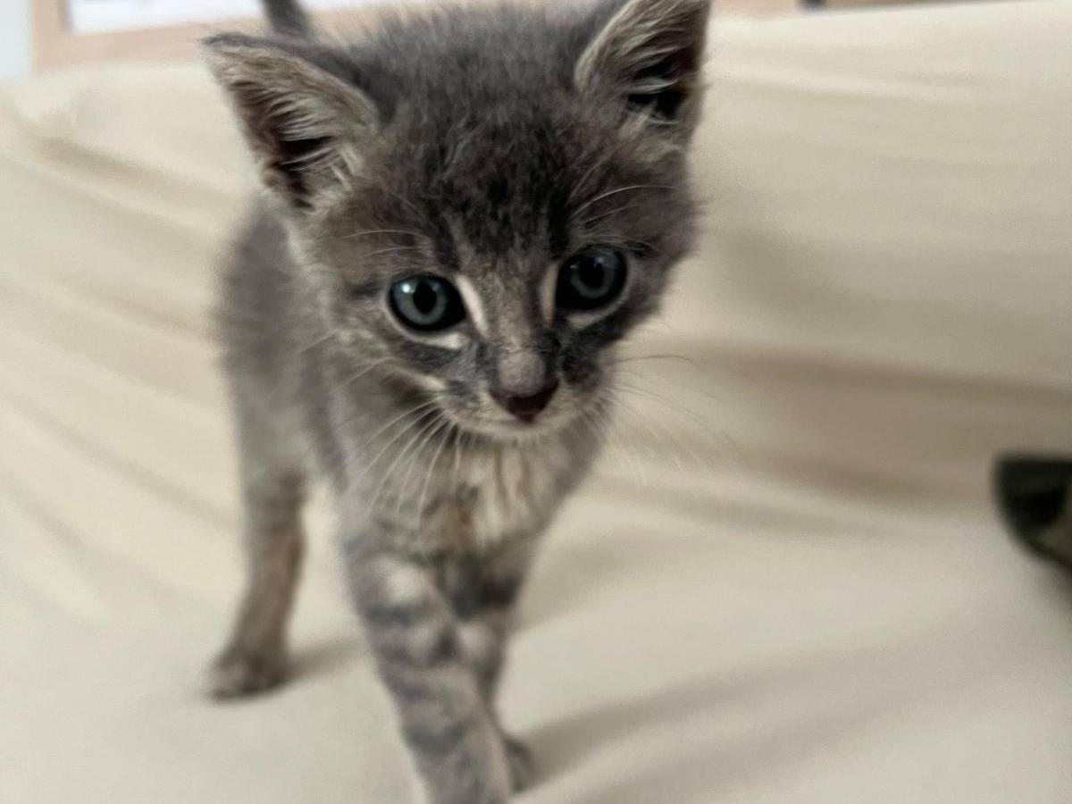 Adotta un gatto, maschio, 2 mesi, Teramo