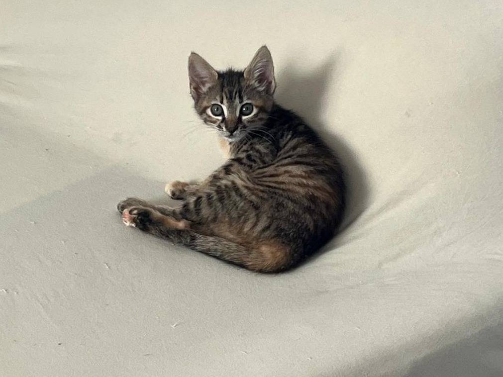 Adozione gatto, femmina, Razza sconosciuta Razza sconosciuta, 2 mesi, taglia non valida, Teramo