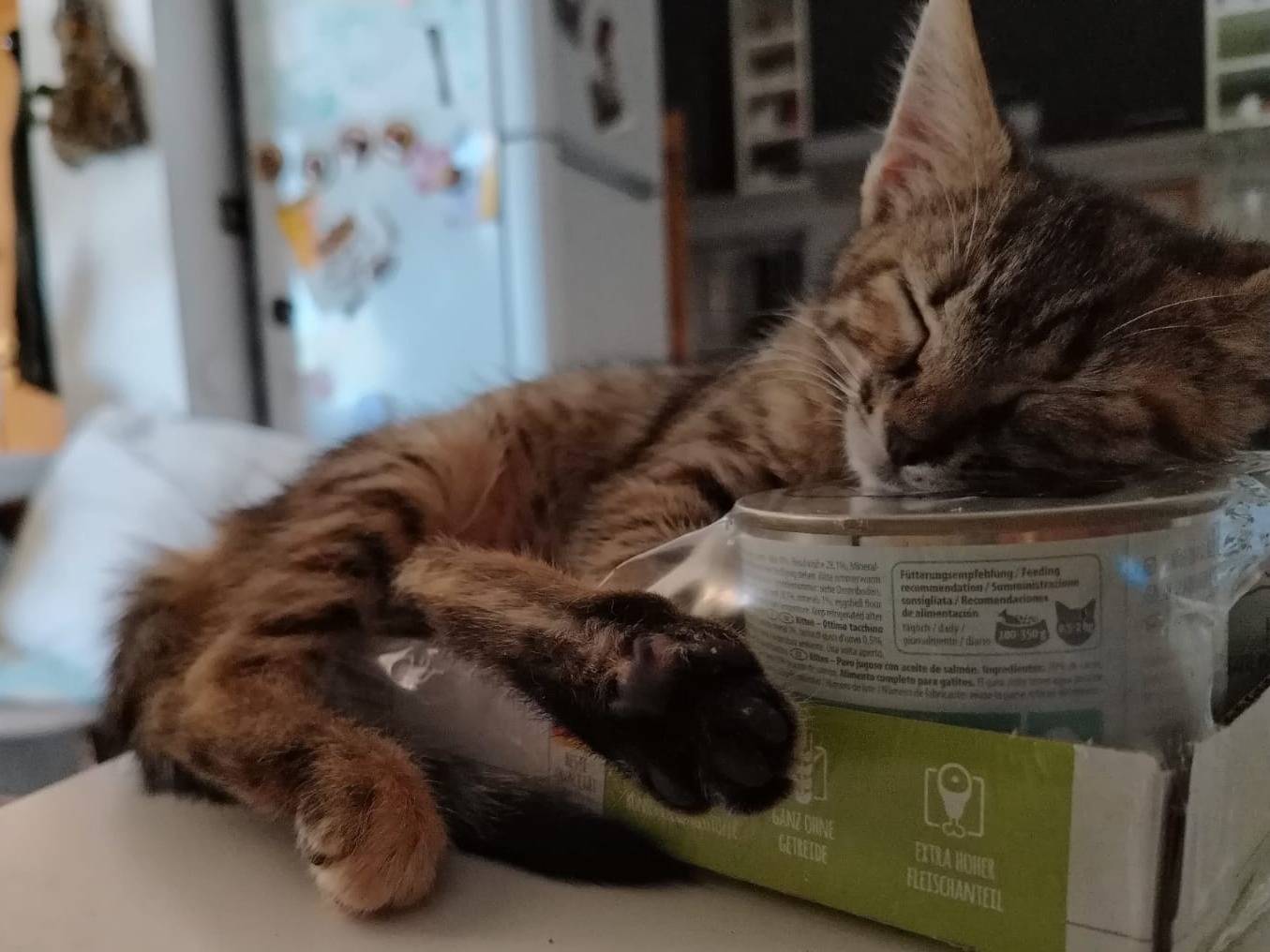 Adotta un gatto, femmina, 2 mesi, Teramo