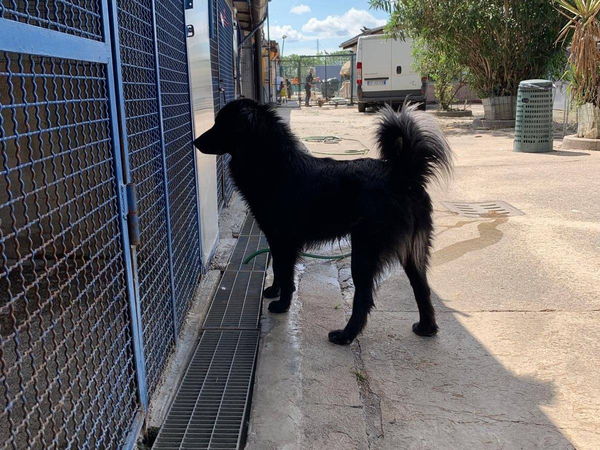 Adozione cane, maschio, Razza sconosciuta Razza sconosciuta, 1 anno e 4 mesi, taglia media, Milano