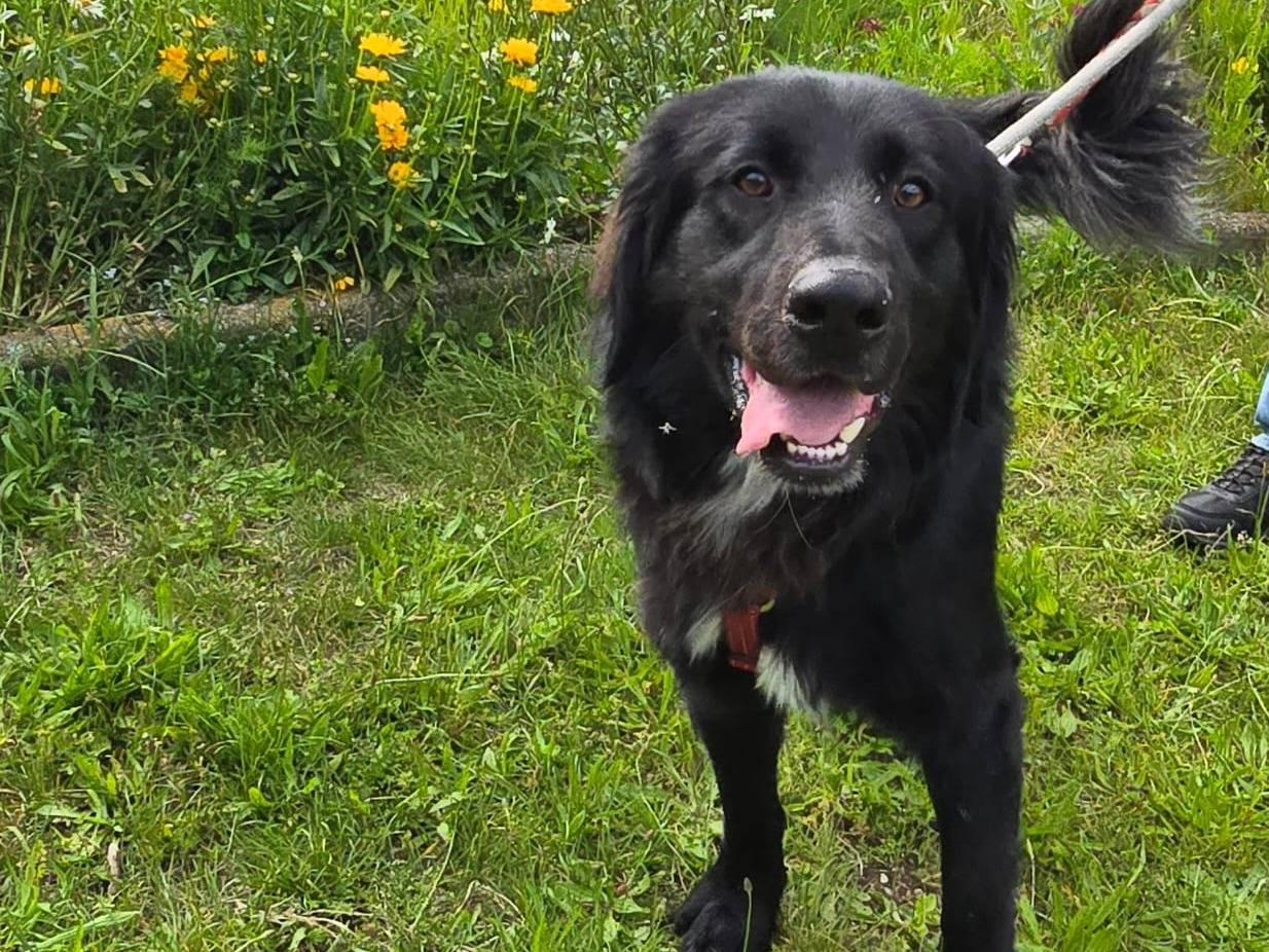 Adotta un cane, maschio, 1 anno e 4 mesi, Milano