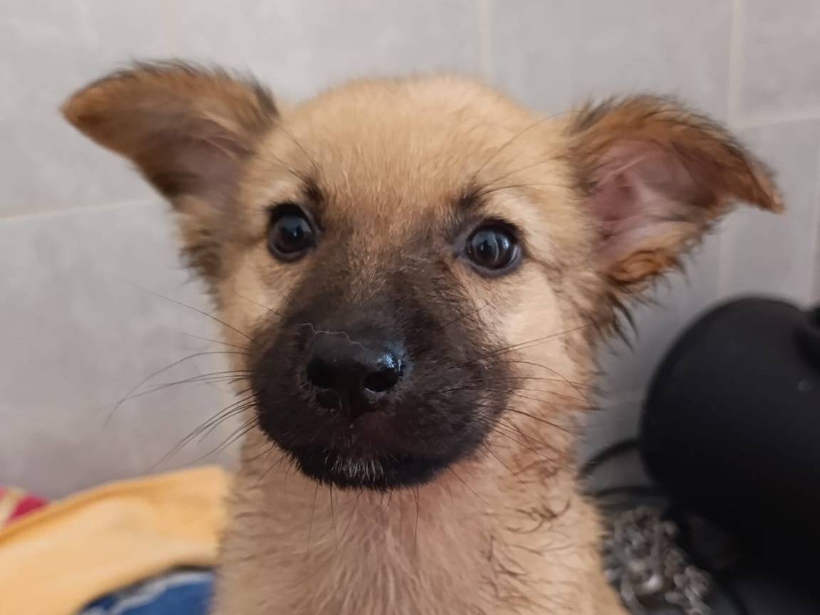 Adozione cane, femmina, Razza sconosciuta Razza sconosciuta, 3 mesi, taglia media contenuta, Bari