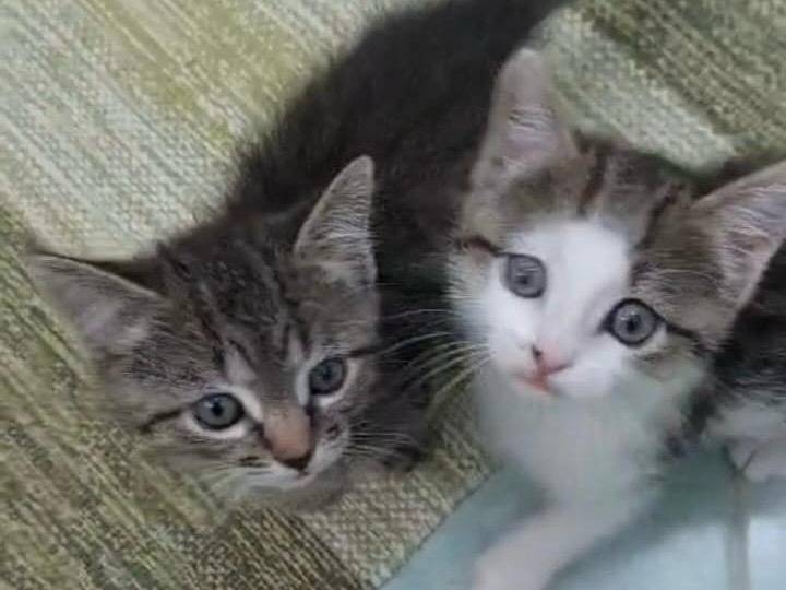 Adozione gatto, femmina, Razza sconosciuta Razza sconosciuta, 2 mesi, taglia non valida, Varese