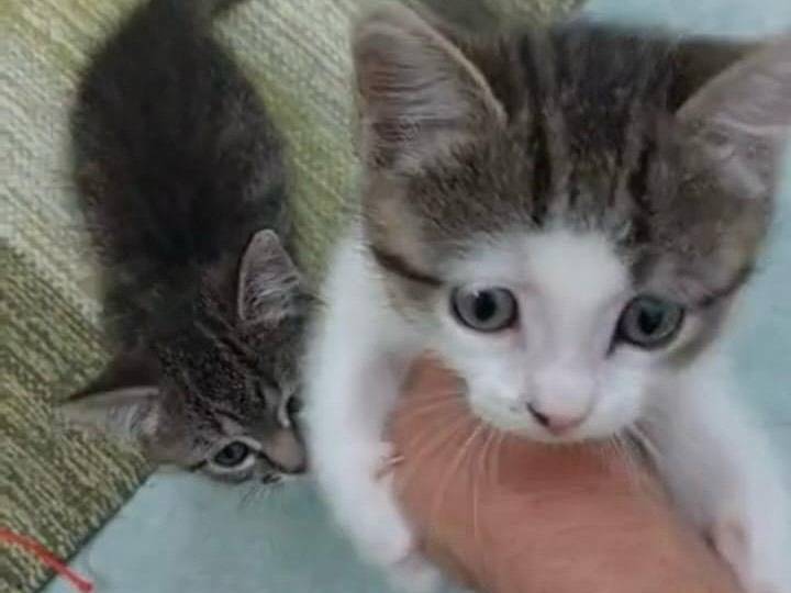 Adotta un gatto, femmina, 2 mesi, Varese