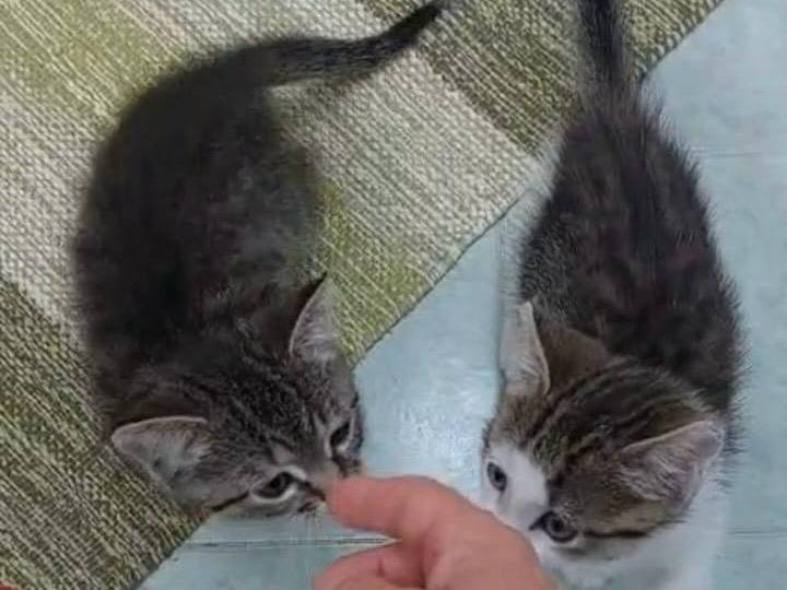 Adotta un gatto, taglia non valida, femmina, Varese