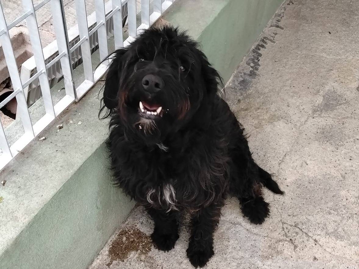 Adozione cane, maschio, Razza sconosciuta Razza sconosciuta, 1 anno e 5 mesi, taglia media contenuta, Benevento