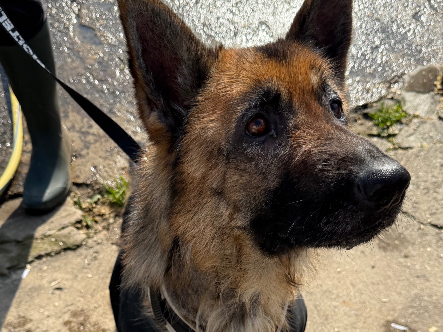Adotta un cane, femmina, 4 anni e 1 mese, Milano