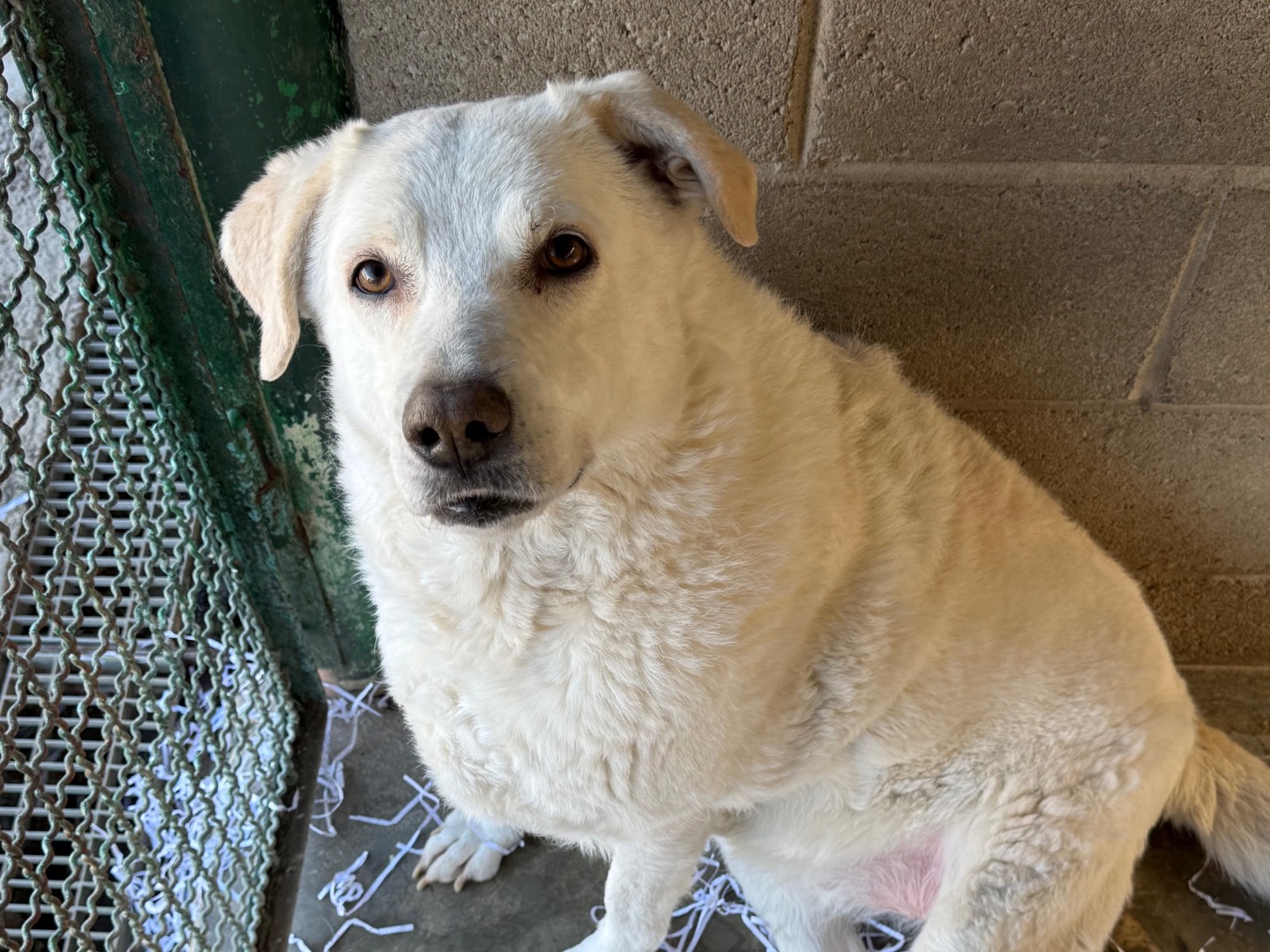 Adozione cane, femmina, Pastore maremmano Razza sconosciuta, 6 anni e 1 mese, taglia grande, Milano