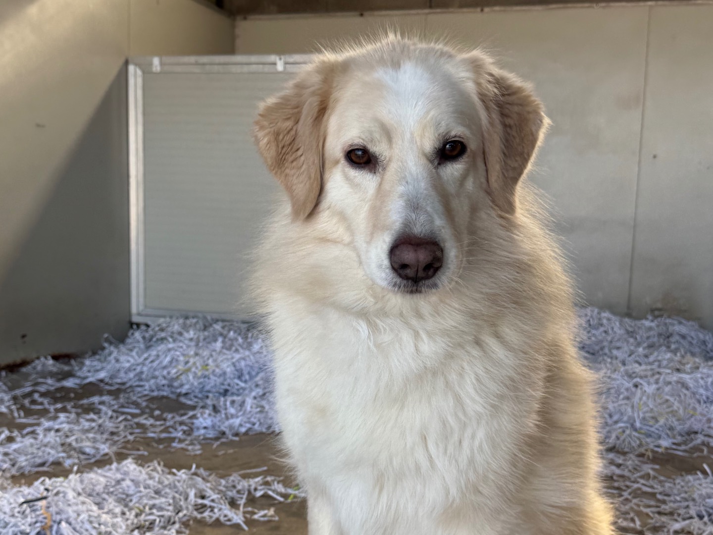 Adozione cane, femmina, Razza sconosciuta Razza sconosciuta, 6 anni e 2 mesi, taglia grande, Milano