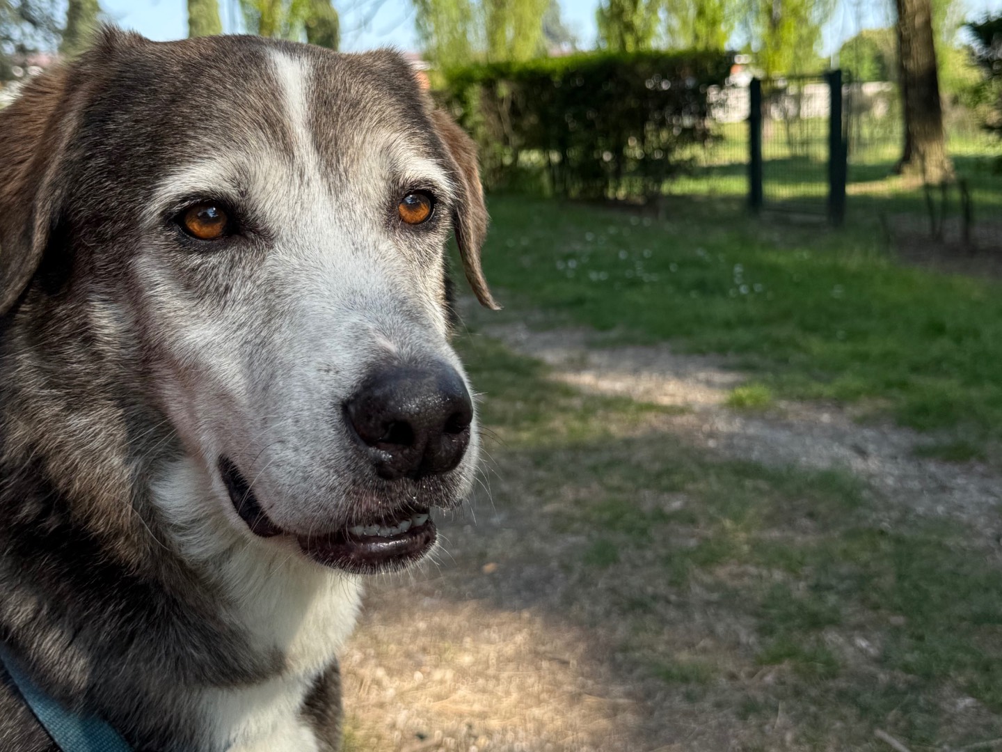 Adozione cane, maschio, Razza sconosciuta Razza sconosciuta, 12 anni e 2 mesi, taglia grande, Milano