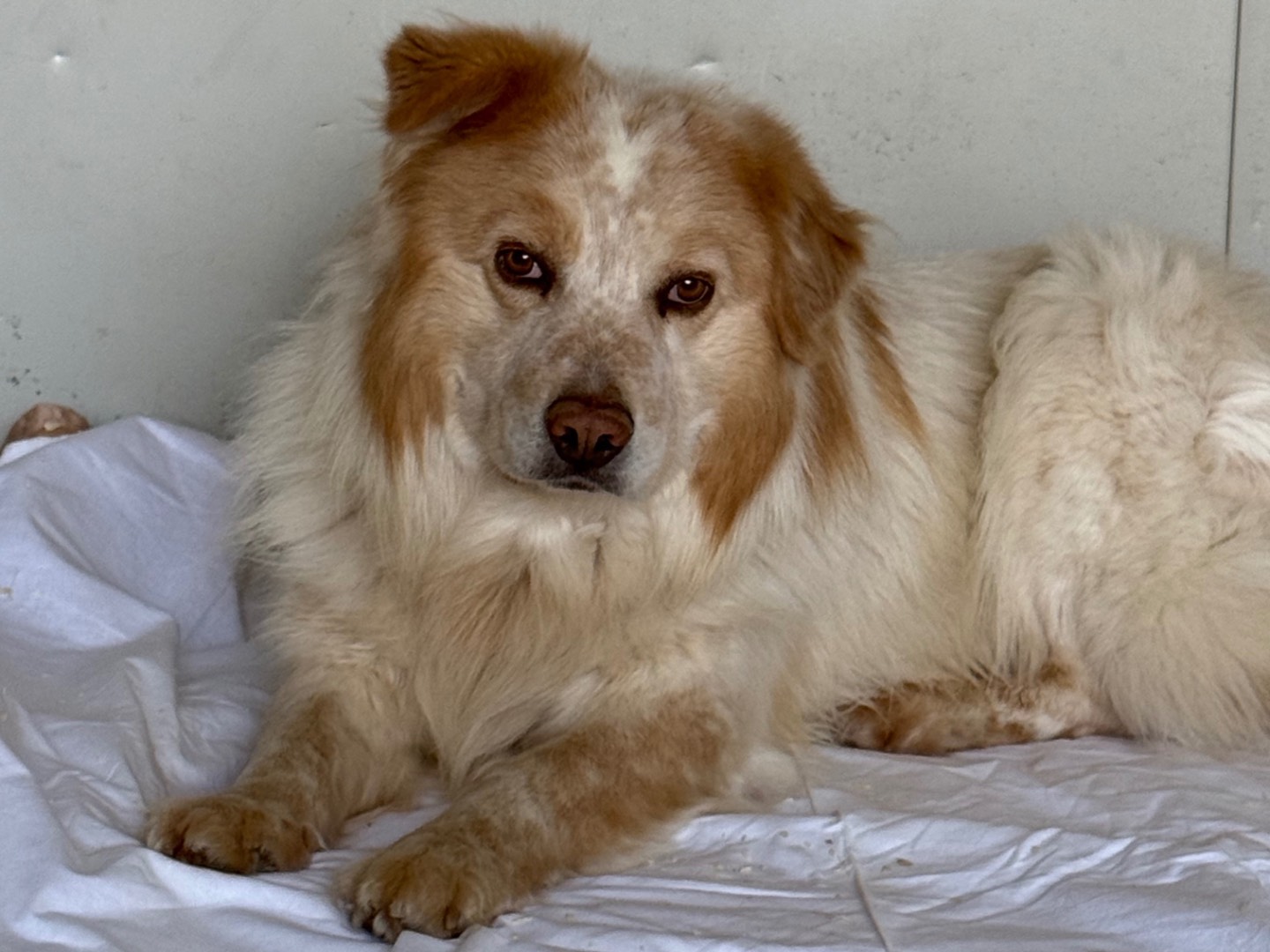 Adozione cane, maschio, Razza sconosciuta Razza sconosciuta, 7 anni e 4 mesi, taglia media, Milano